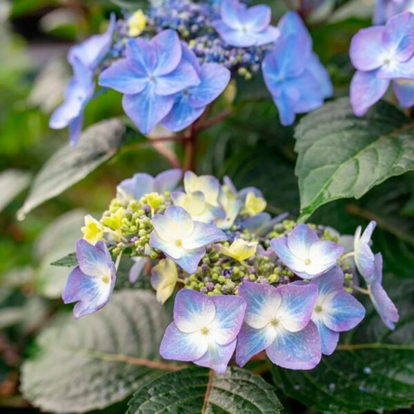 Endless Summer Hydrangea Pop Star Live Shrub (2 Gallon) - Image 2